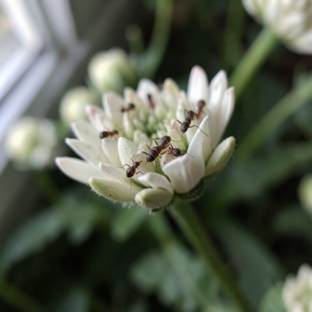 Aphids